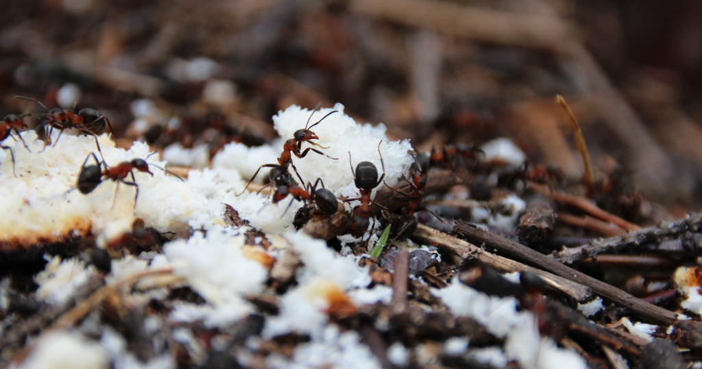 Advice Ants activity in Winter 1
