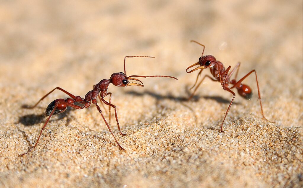 Communication in bulldog ants Myrmecia nigriscapa Sydney Australia